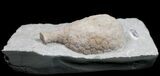 Huge, D Cystoid (Holocystites) From Indiana #11464-2